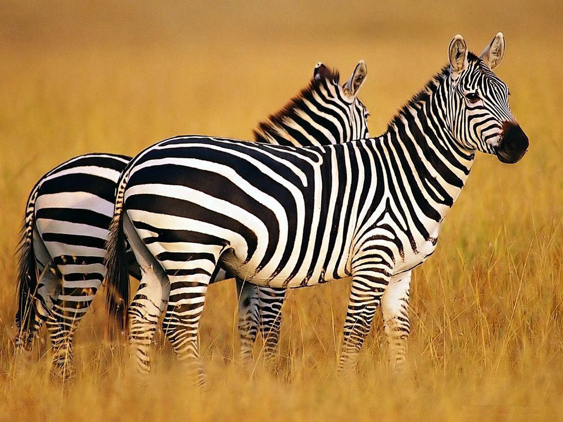 Two Zebra Wild Animals Background