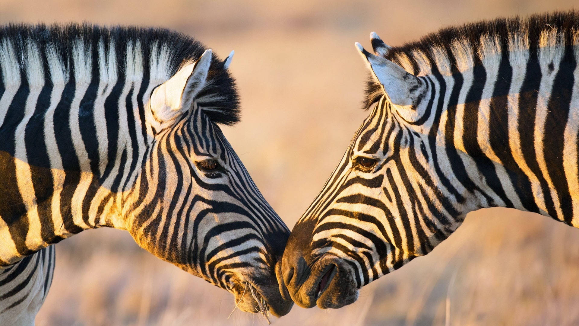 Two Zebras Face To Face Background