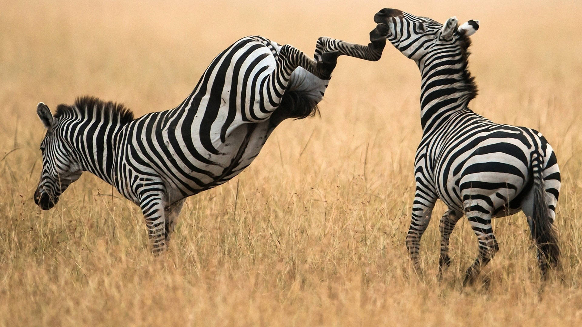Two Zebras Fighting