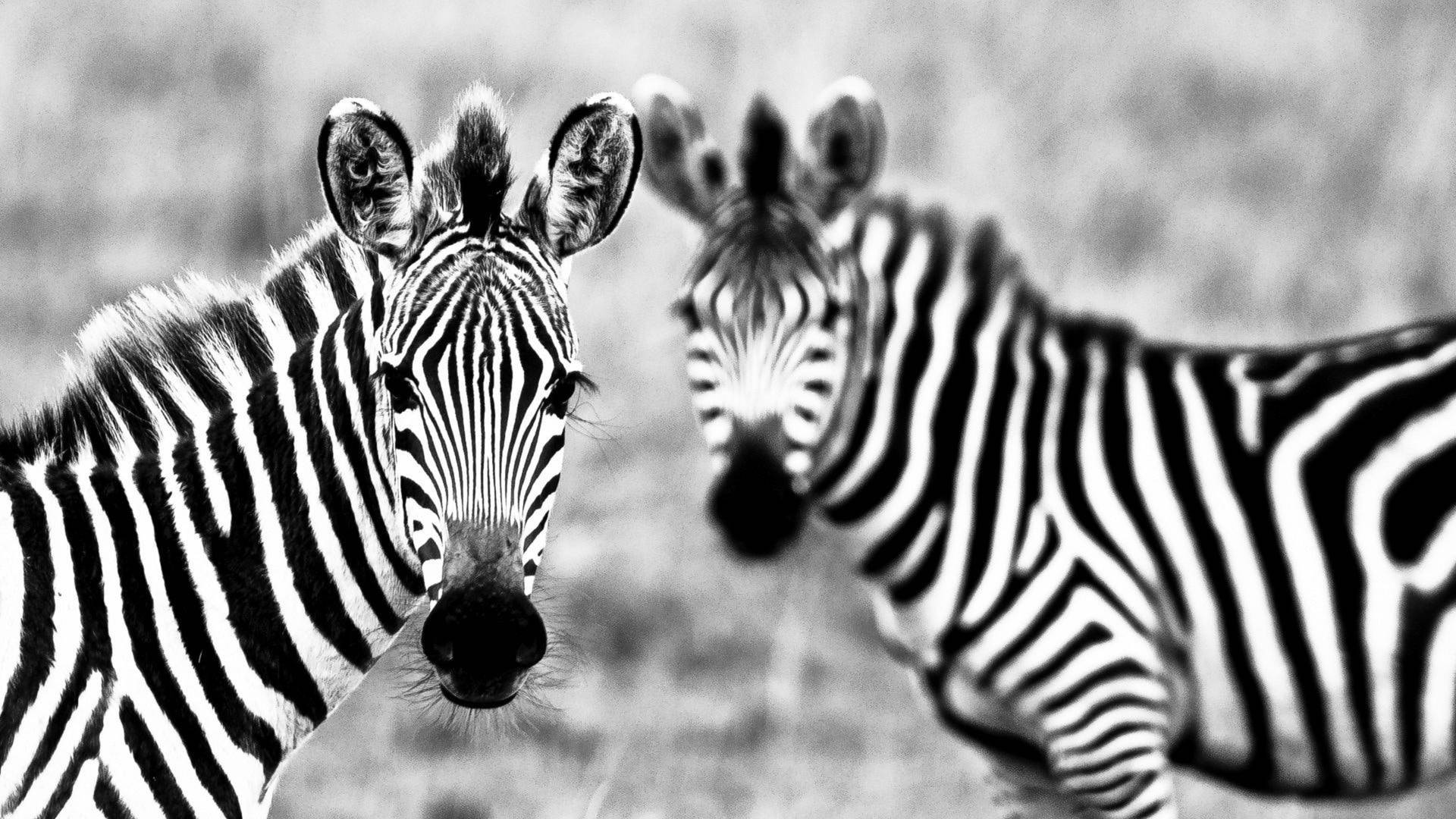 Two Zebras In Black And White Background