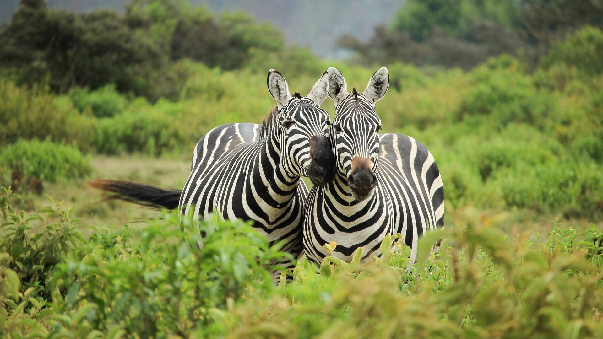 Two Zebras In Green Grassland