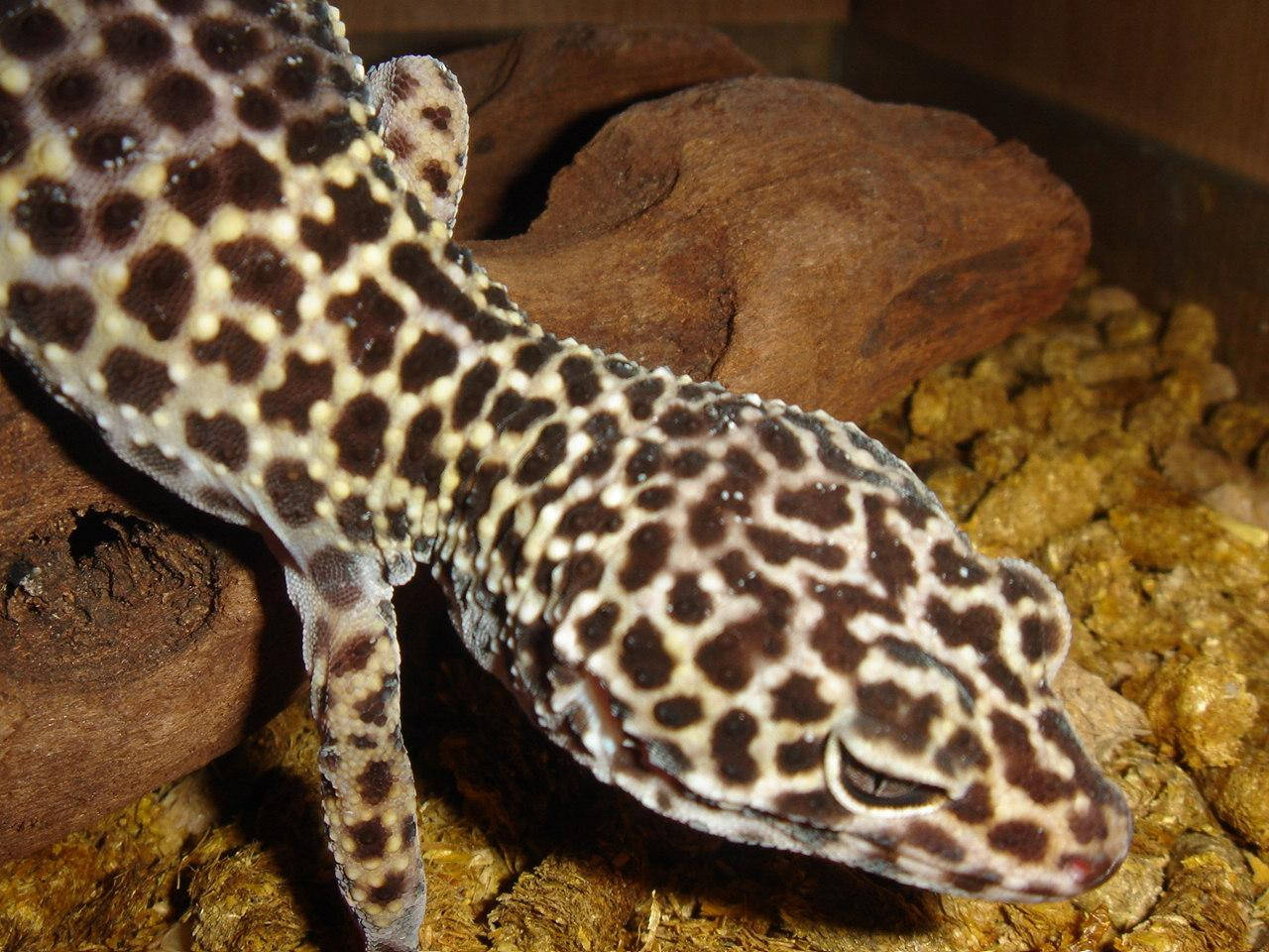 Typical Brown Leopard Gecko Background