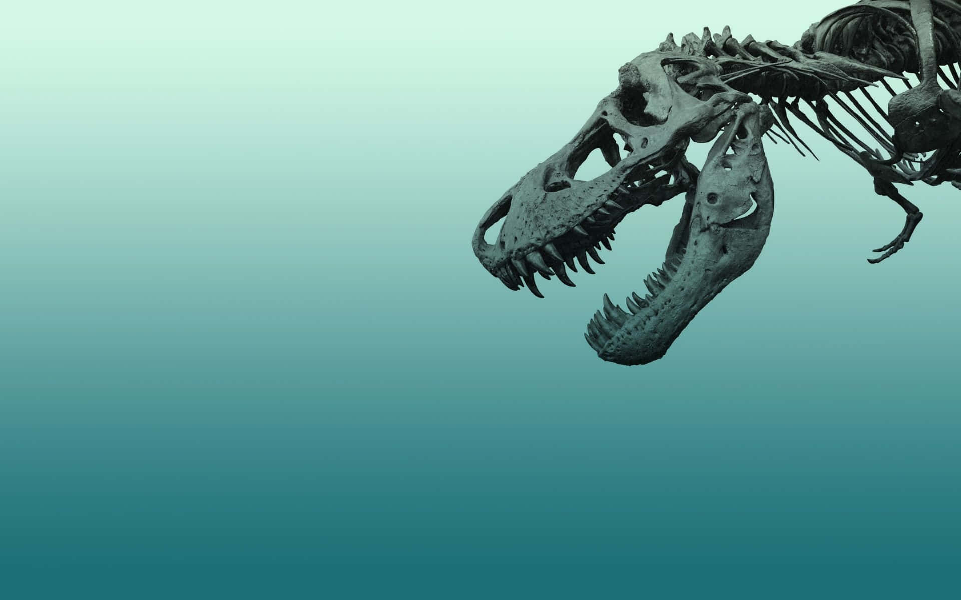 Tyrannosaurus Rex Skeleton Desktop Wallpaper Background
