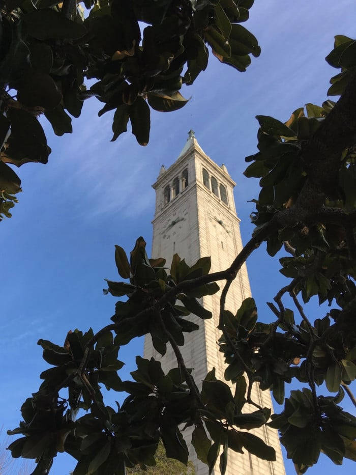 Ucb Leaves And Sather Tower Background