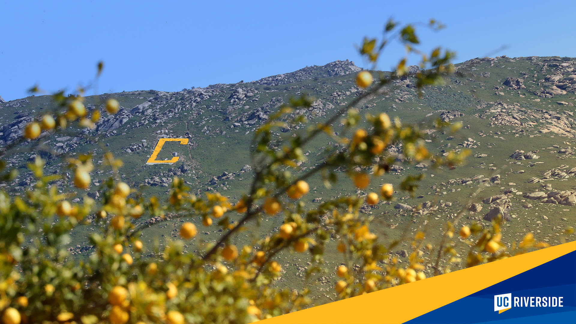 Ucr Tree With Mountain View