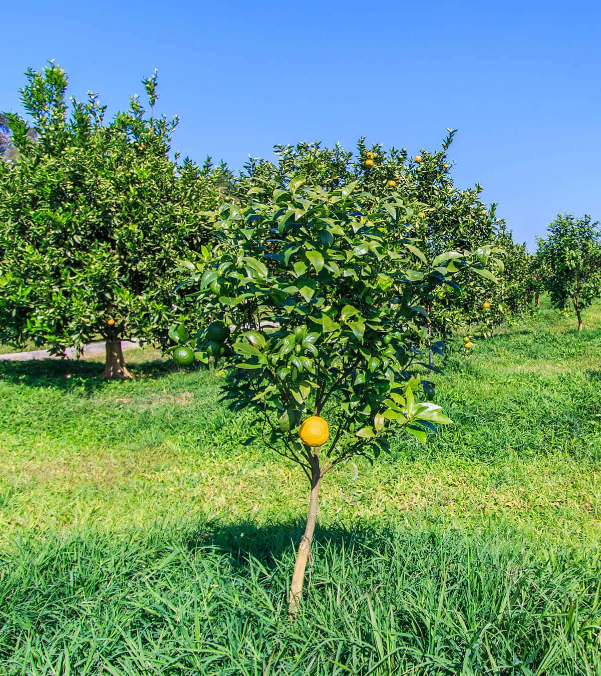 Ugli Citrus Fruit Trees And Sky Background