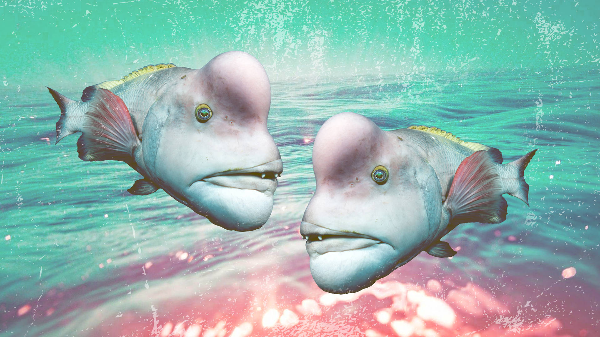 Ugly Bumphead Parrotfish