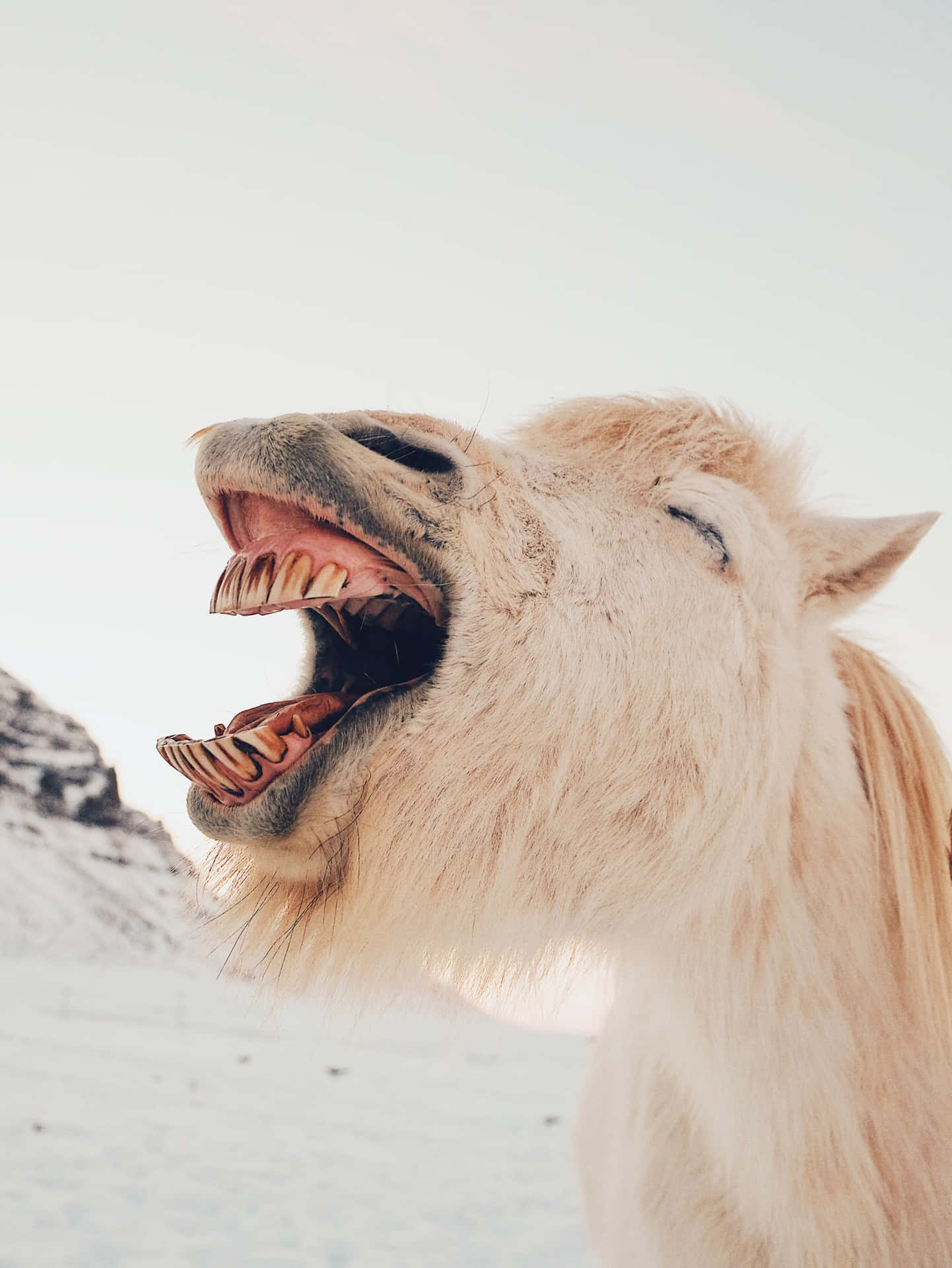 Ugly Funny Horse Sneeze Snow Background