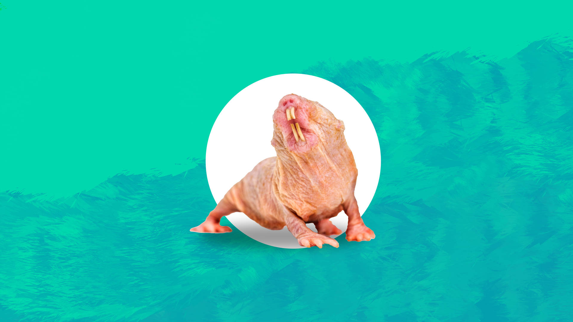 Ugly Naked Mole Rat Background