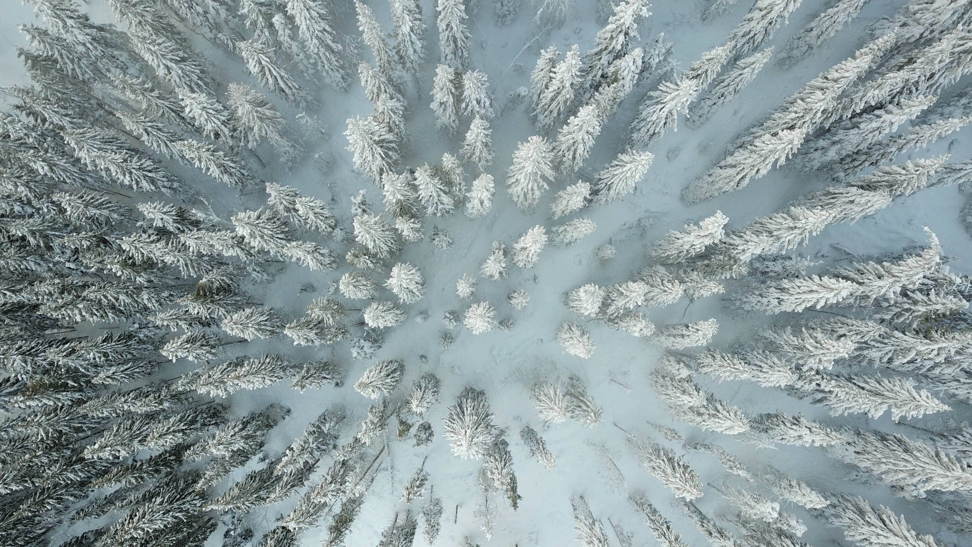 Ukraine Snowy Forest Background