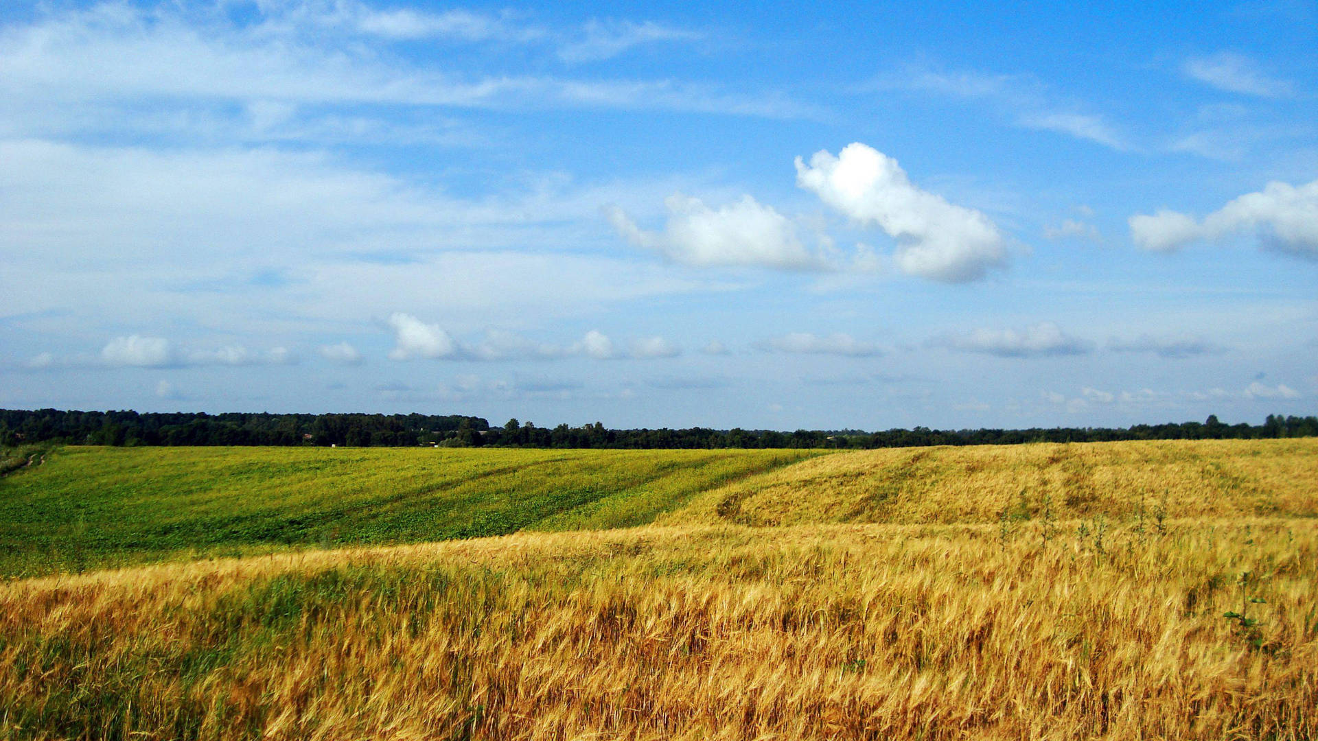 Ukraine Yellow Green Fields Background