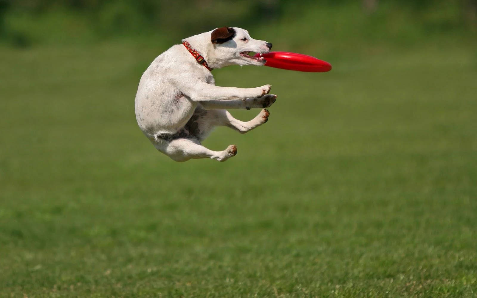 Ultimate Frisbee Dog Training Background