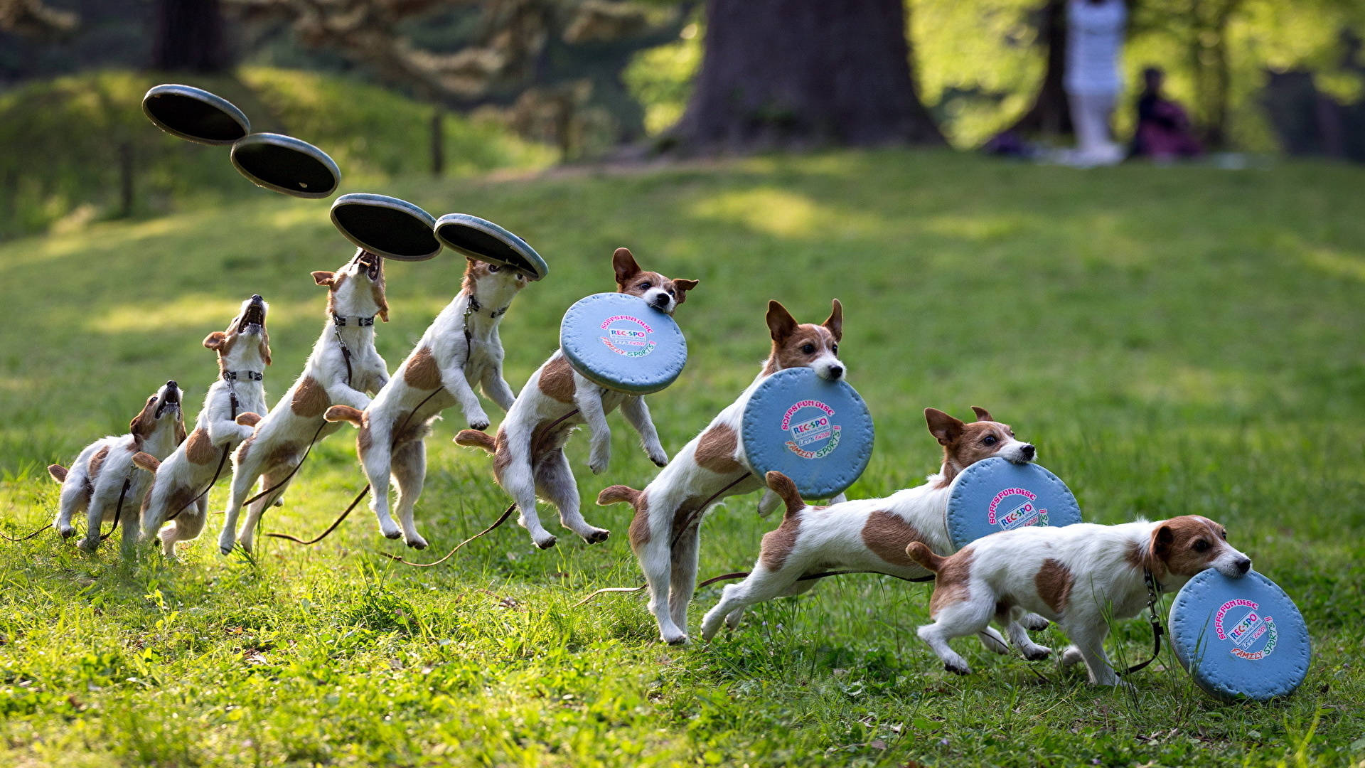 Ultimate Frisbee Jack Russell Terrier Background