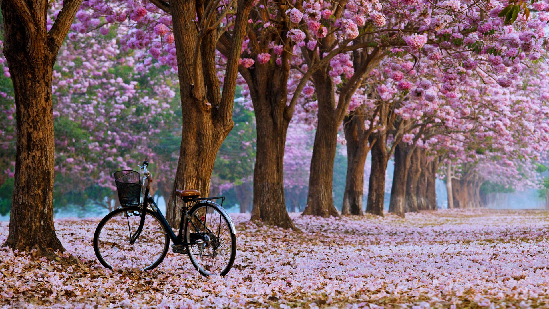 Ultra Hd Bike On Cherry Blossom Lane Laptop Background