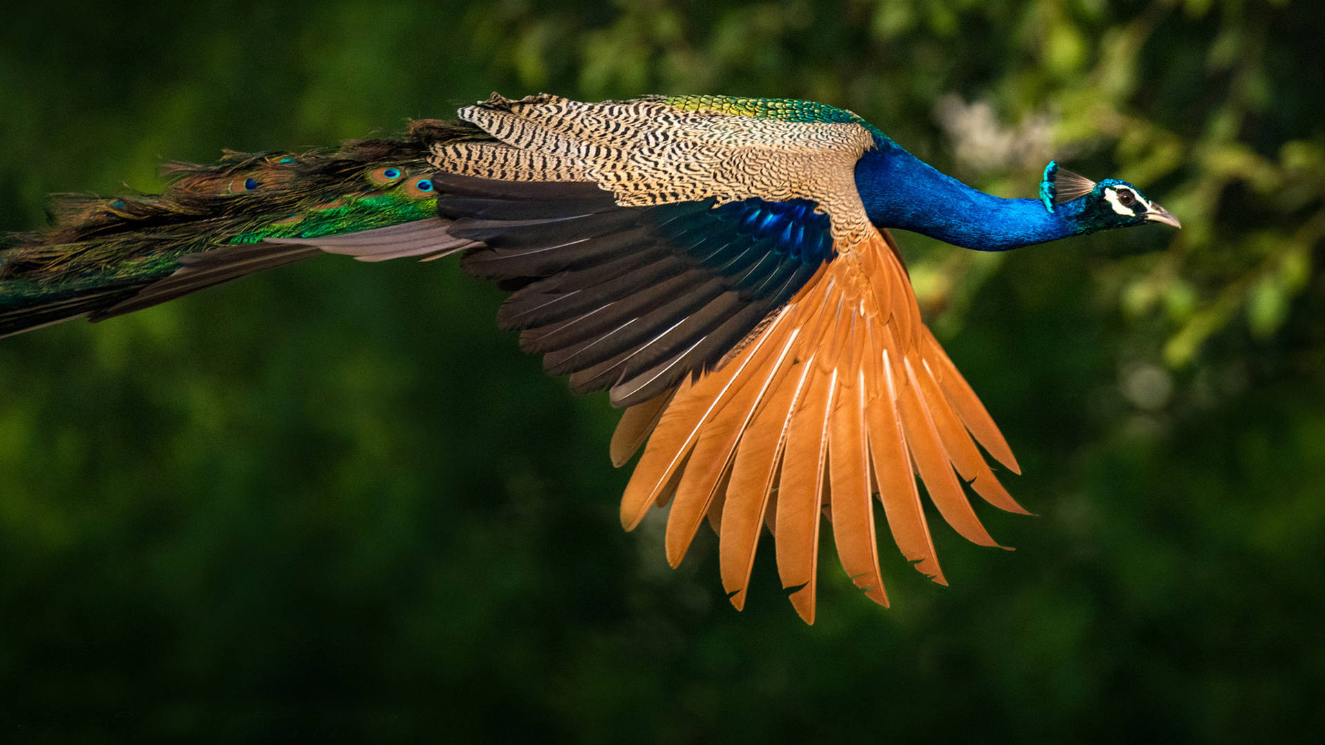 Ultra Hd Flying Peacock Laptop Background
