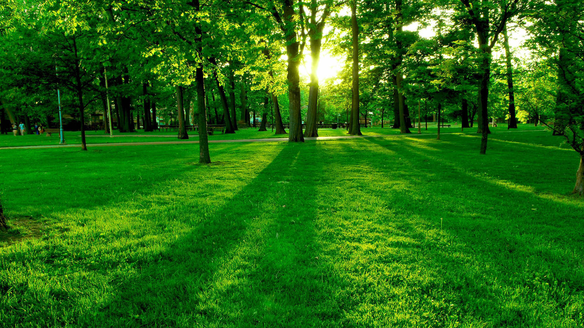 Ultra Hd Green Grass Field And Trees Laptop Background