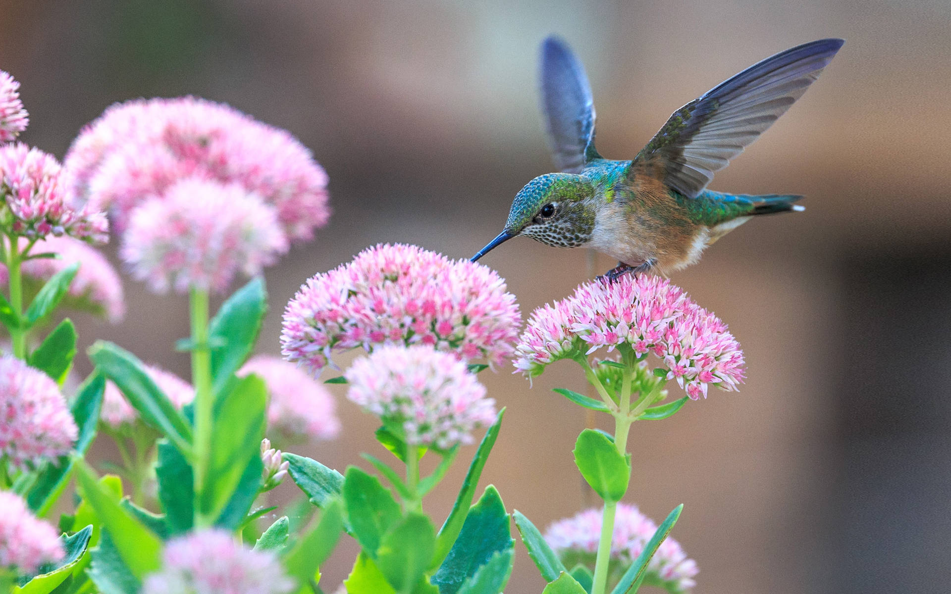 Ultra Hd Hummingbird Near Flowers Laptop