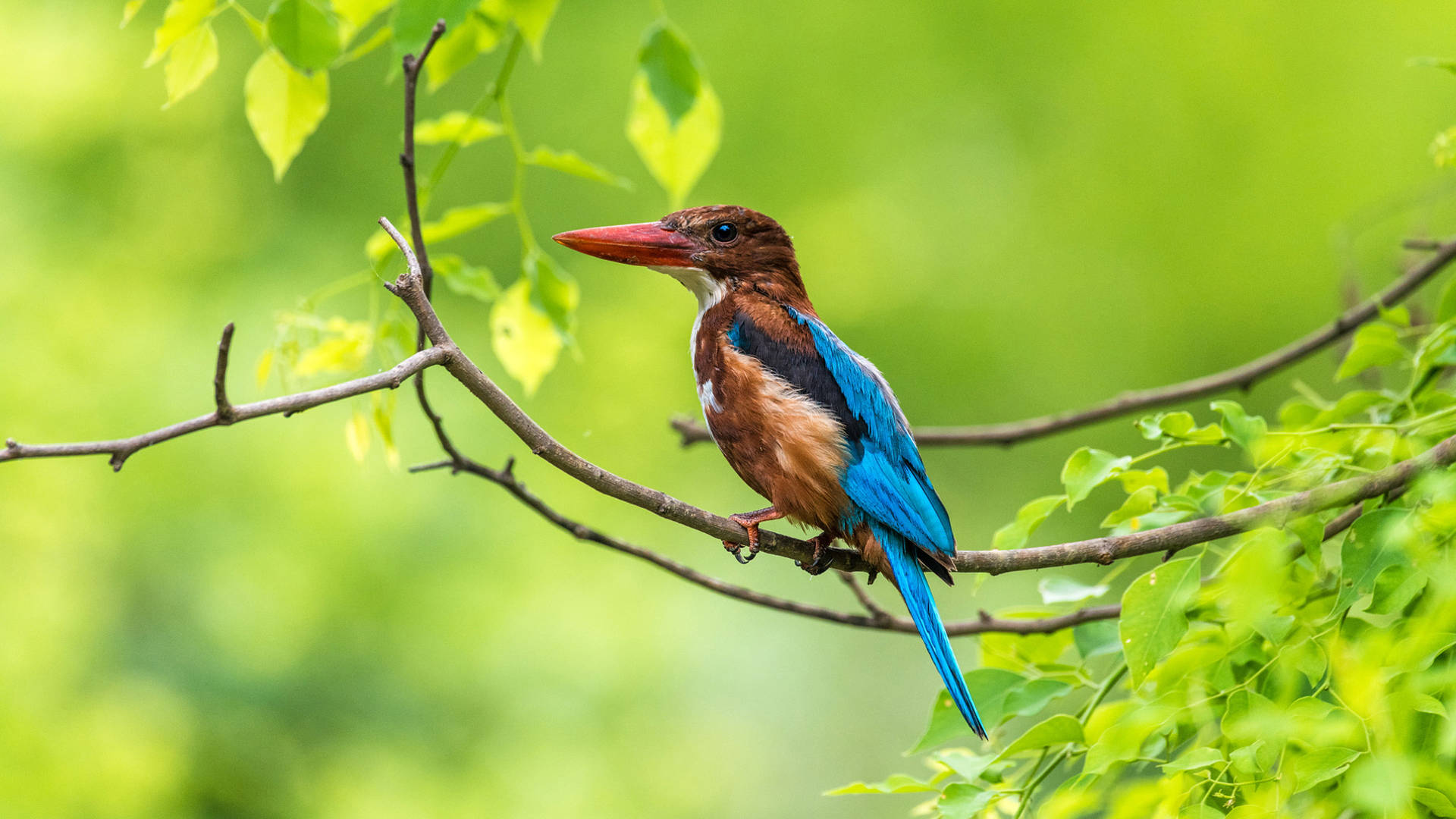 Ultra Hd Laptop Kingfisher On Branch Background