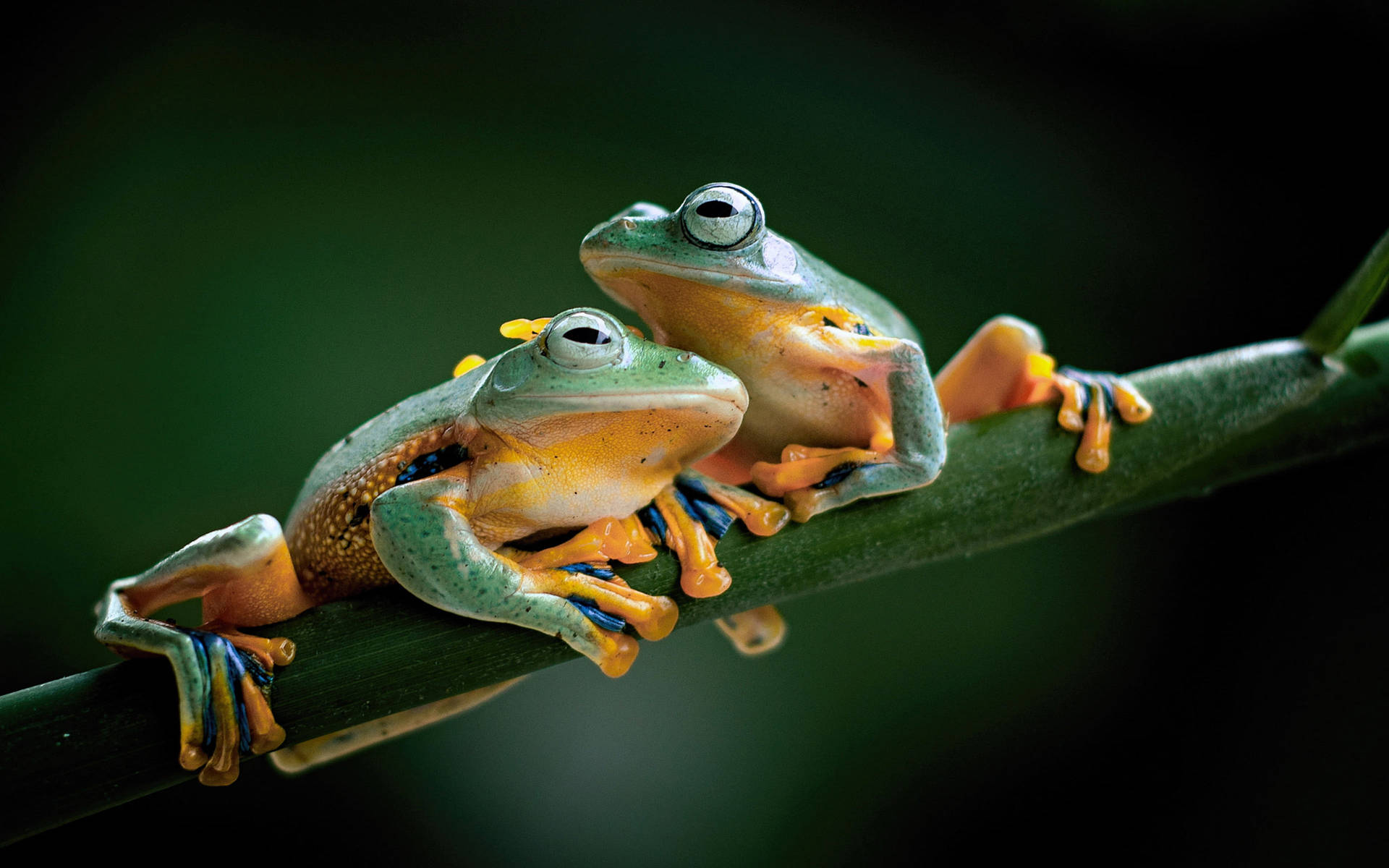 Ultra Hd Two Java Frogs Laptop Background