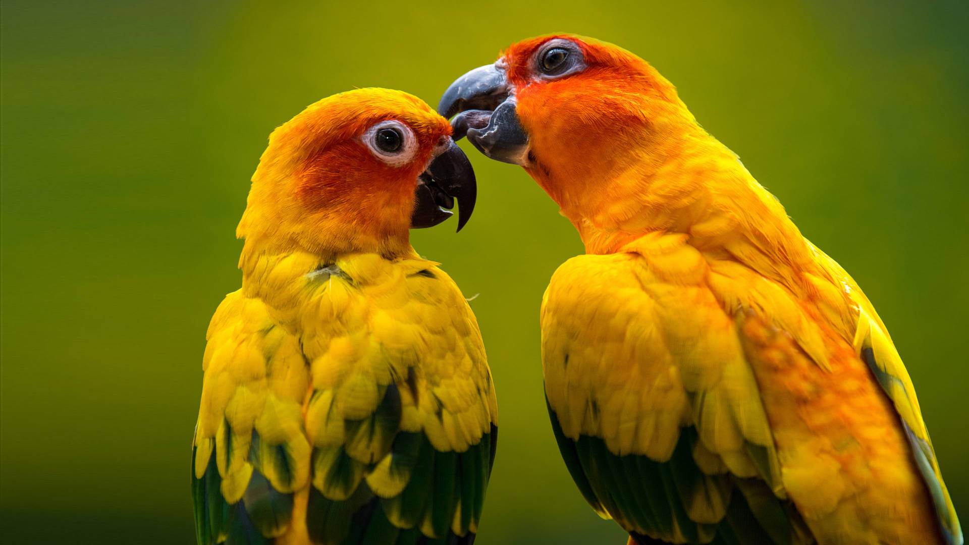 Ultra Hd Two Sun Parakeets Laptop Background