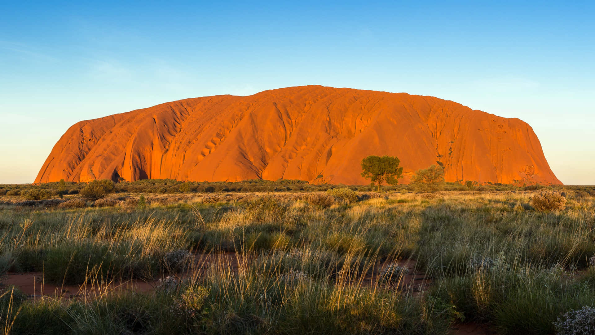Uluru Blue Sky With Shrubs Background