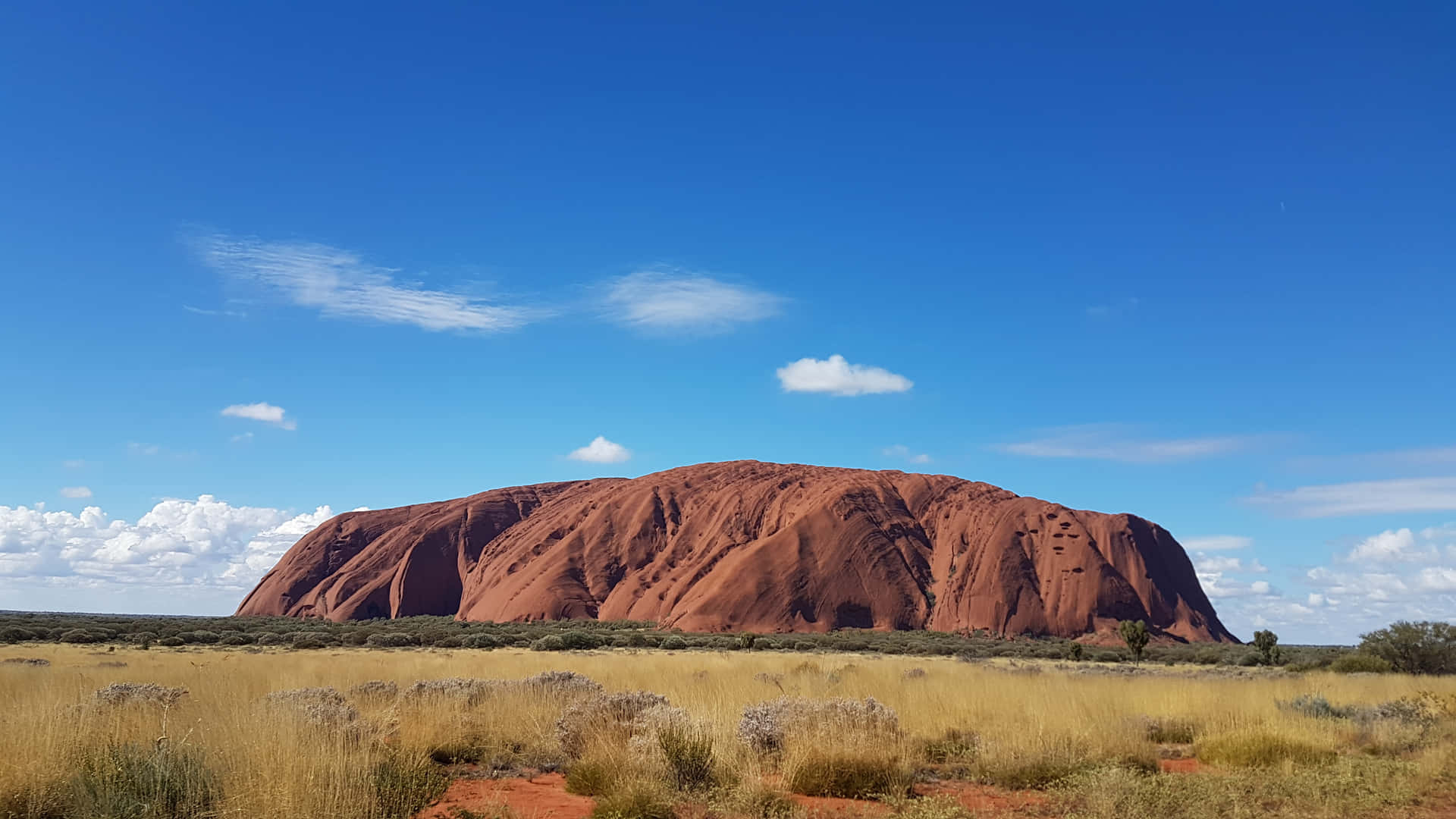 Uluru Brown Green Shrubs