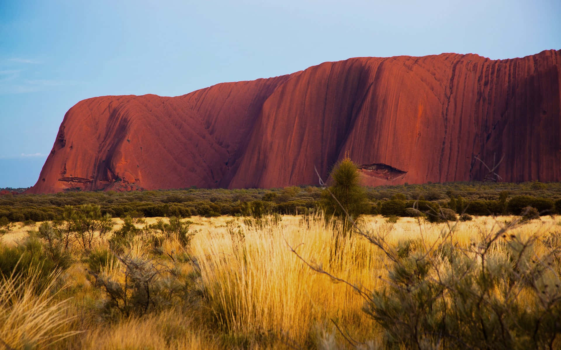 Uluru Green Yellow Shrubs Background