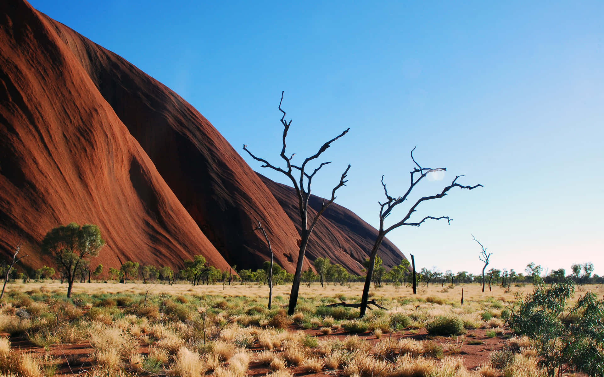 Uluru Shrubs Trees Background