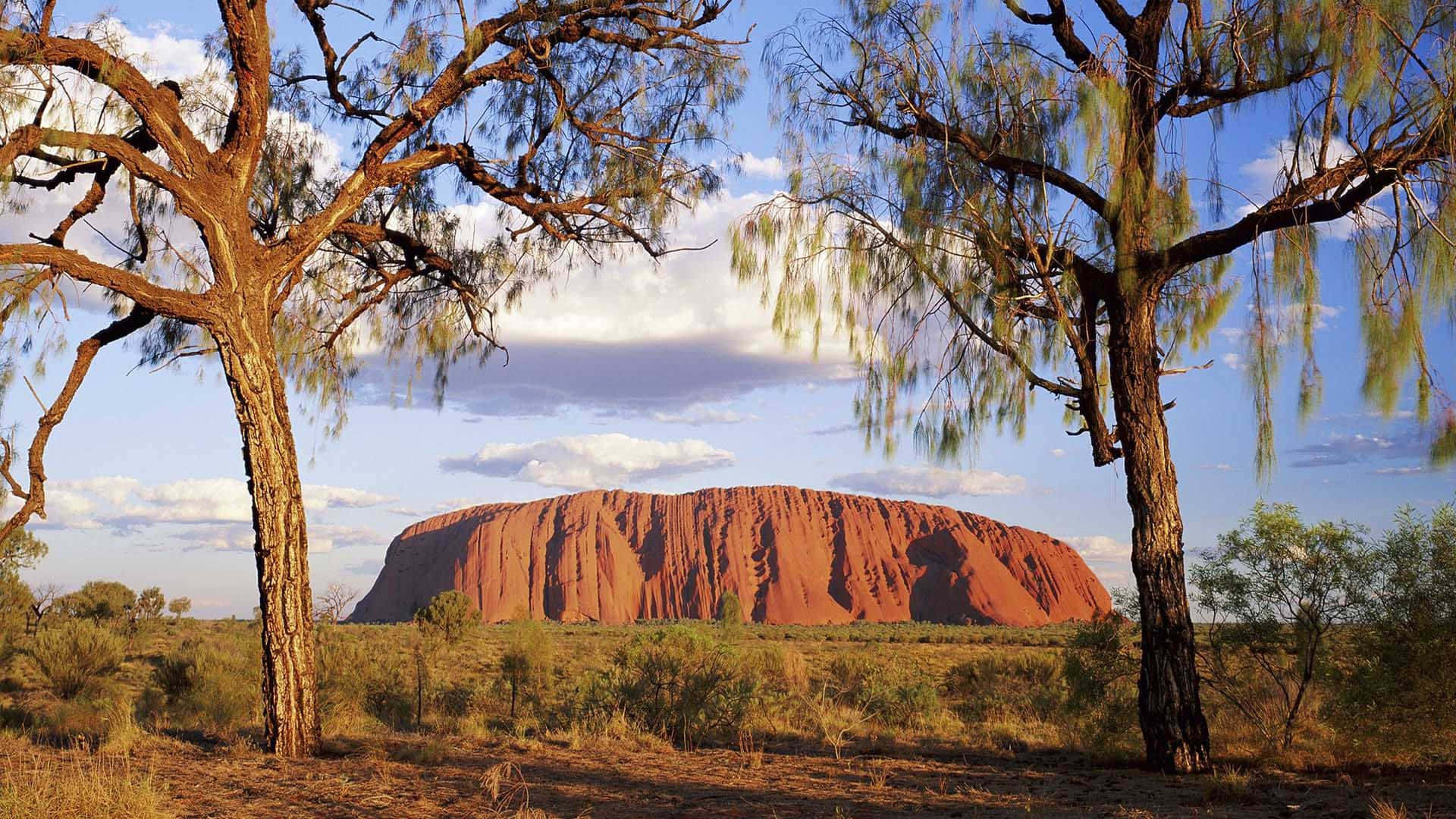 Uluru Two Trees Background