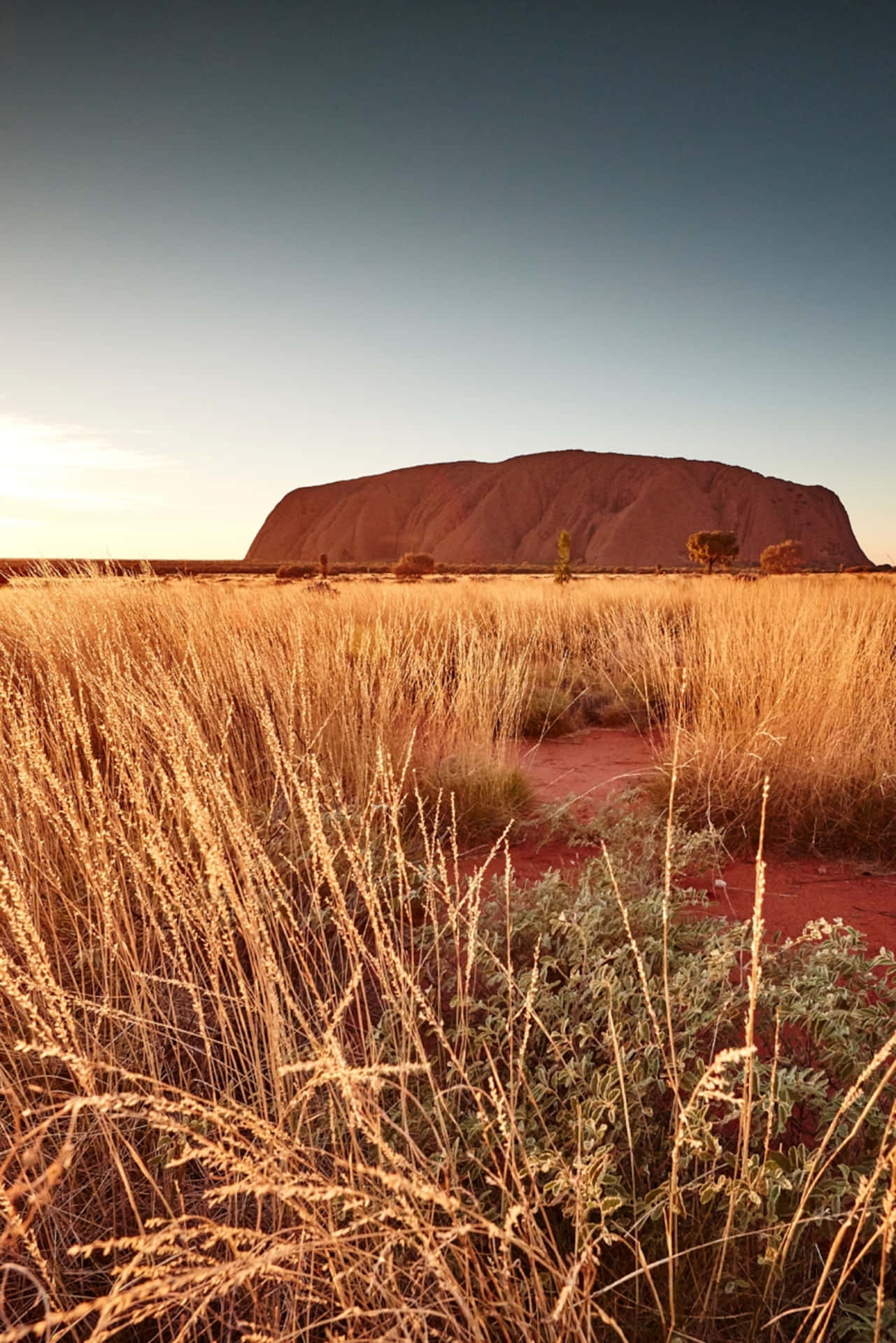 Uluru Yellow Shrubs Plains Background
