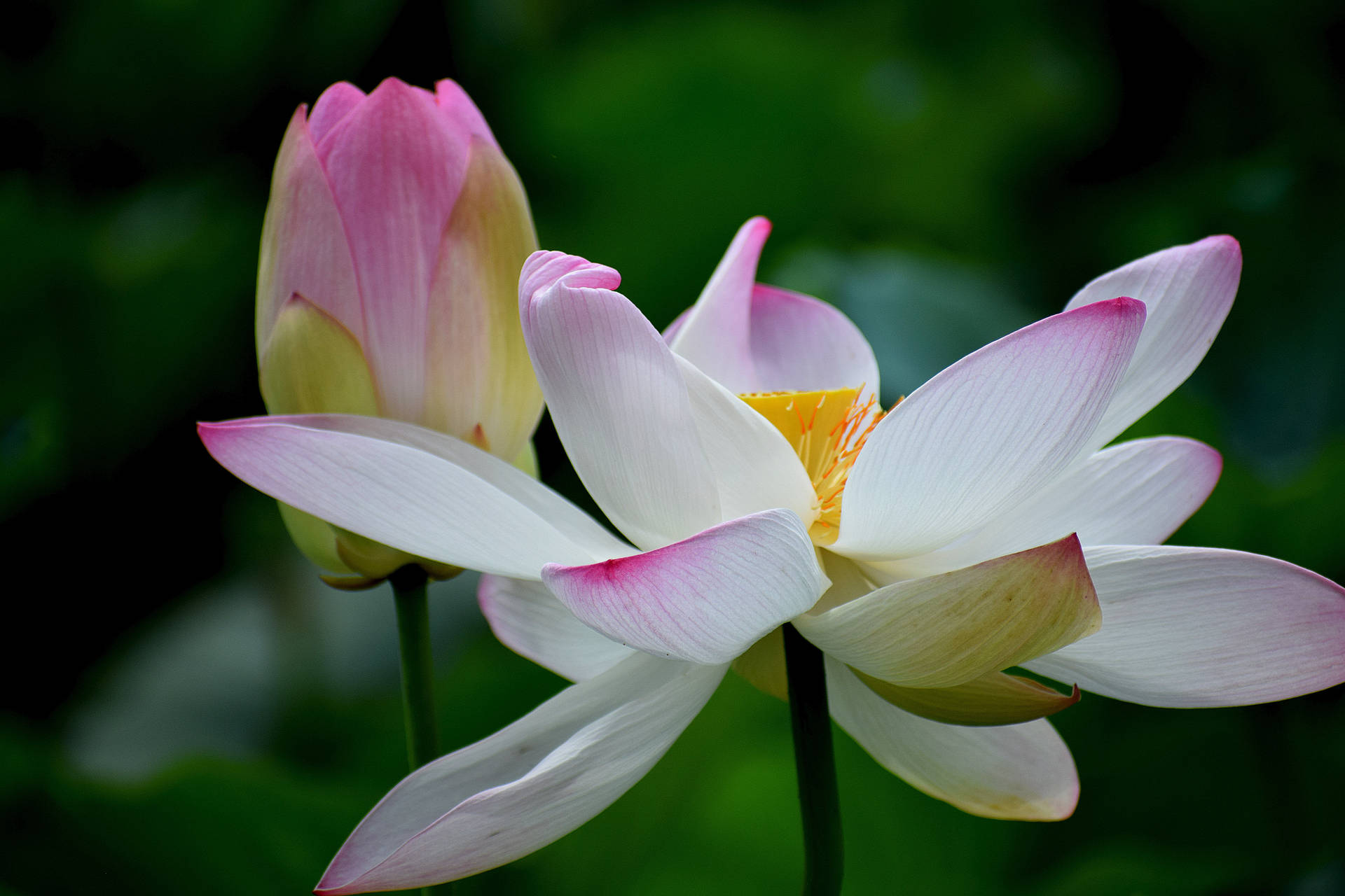 Unbloomed Lotus Flower Background