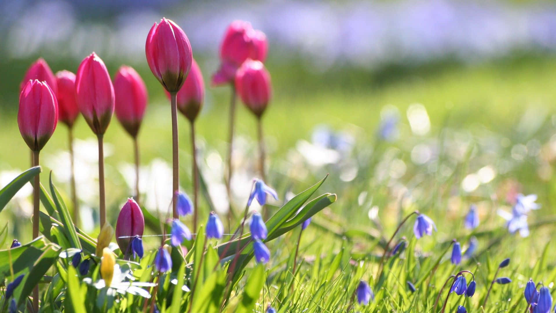 Unbloomed Nature Flower Background