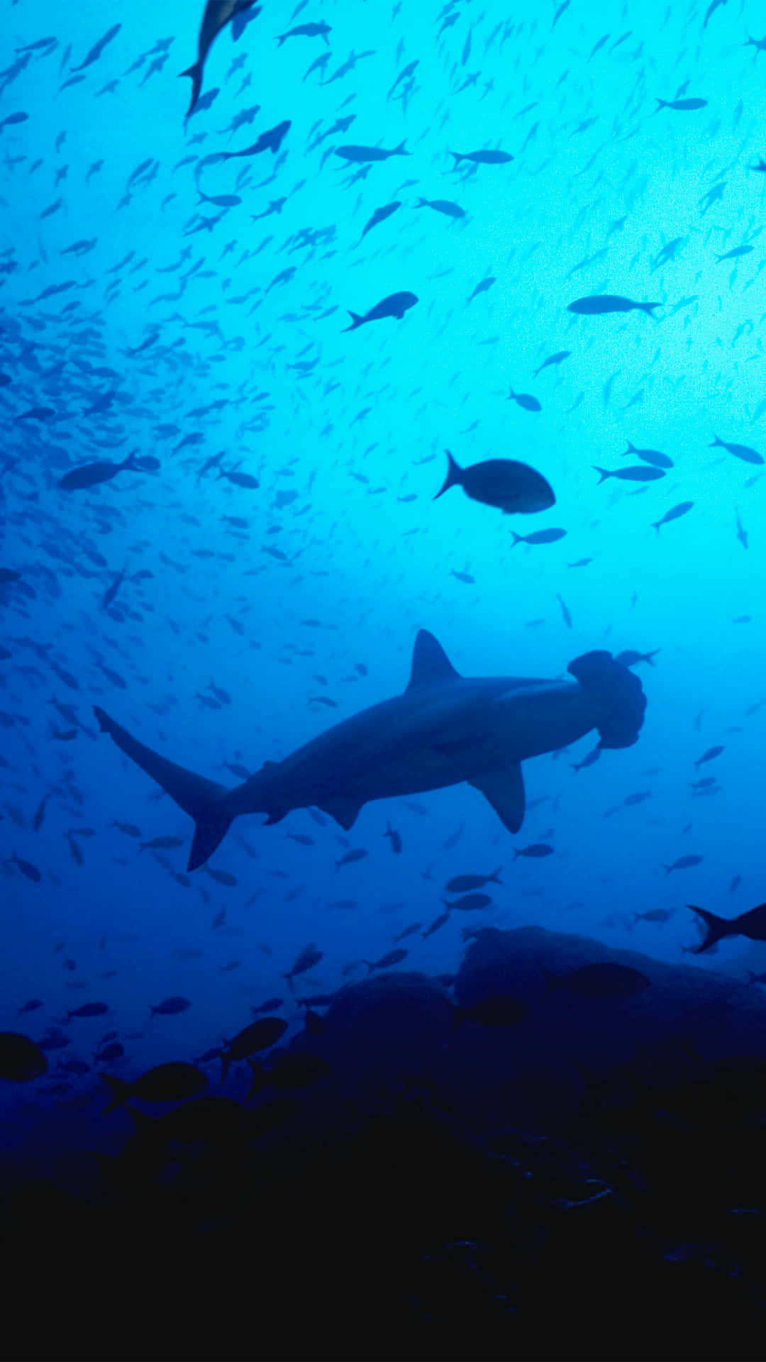Uncover The Hidden Treasures Of The Ocean With The Shark Iphone Background