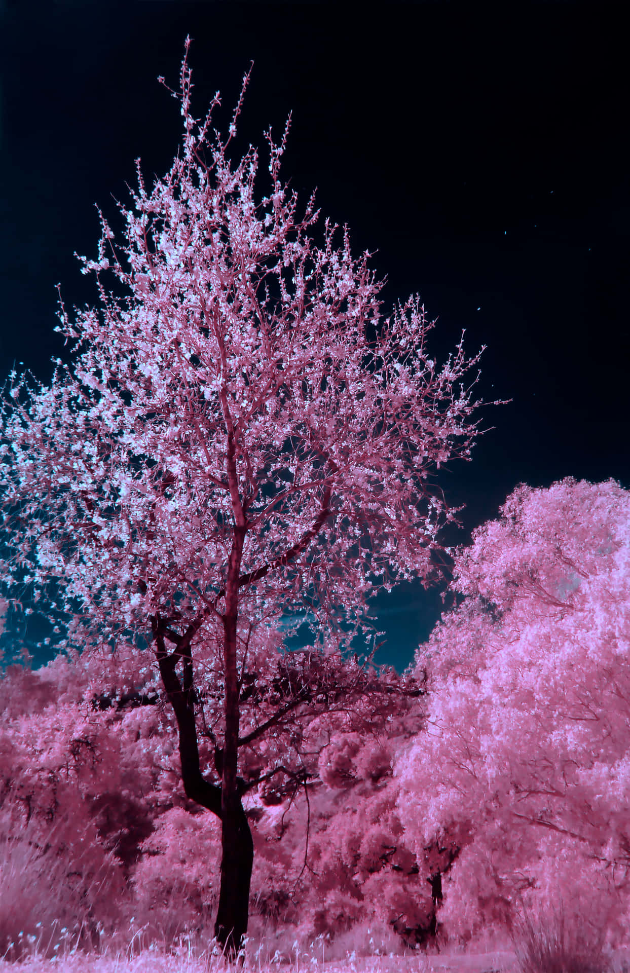 Under The Glowing Moonlight, The Cherry Blossoms Bloom Background