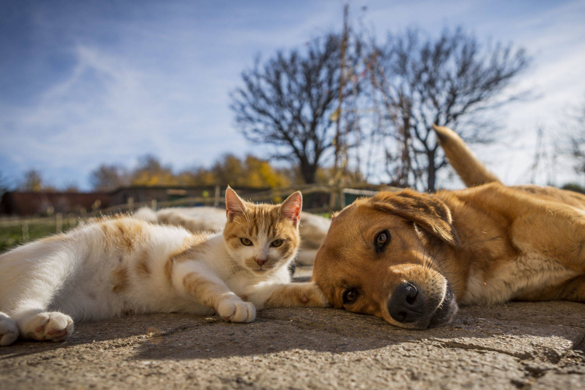 Under The Sun Cat And Dog Background