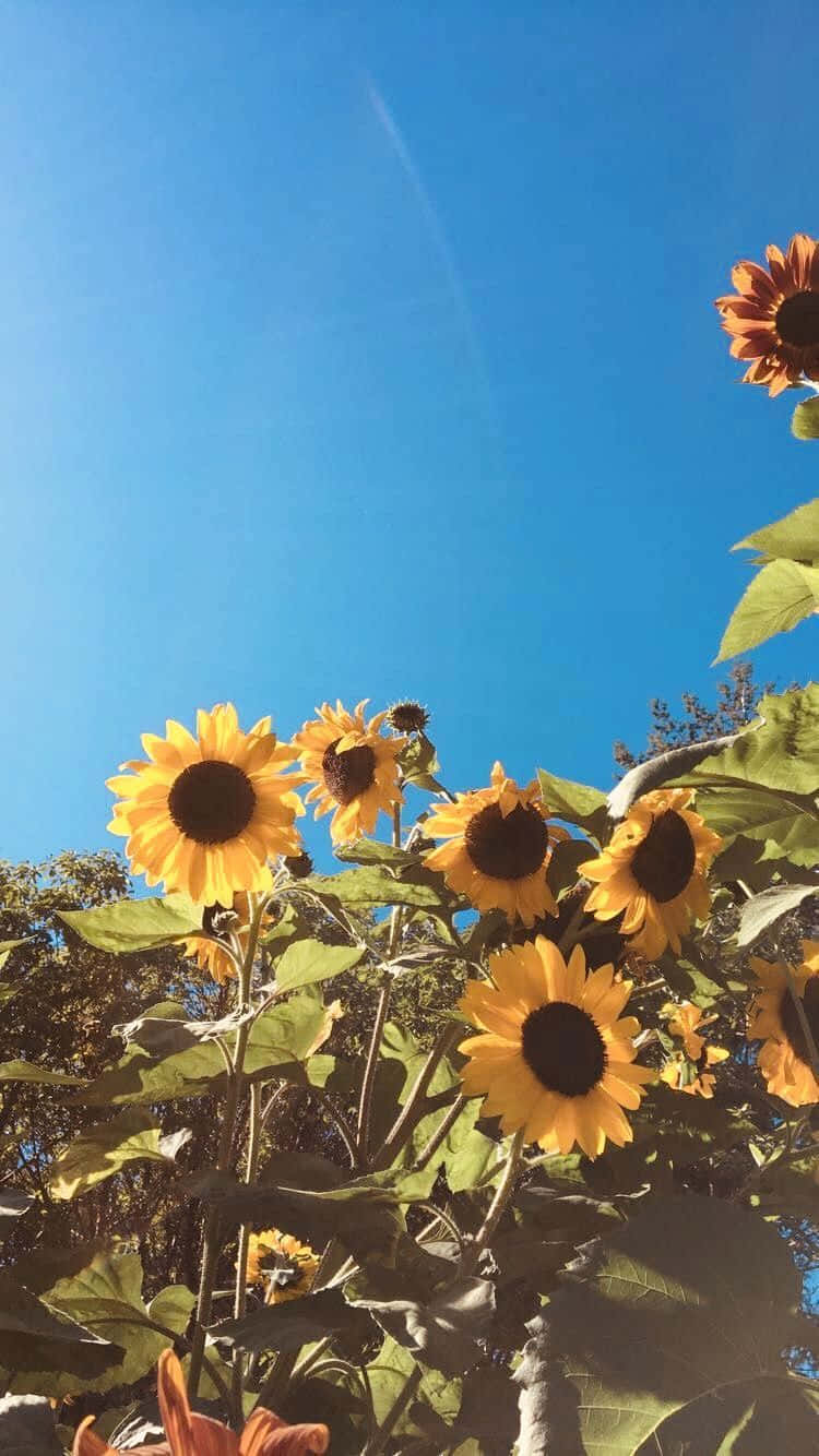 Under The Sun Sunflower Yellow Tumblr Aesthetic Background