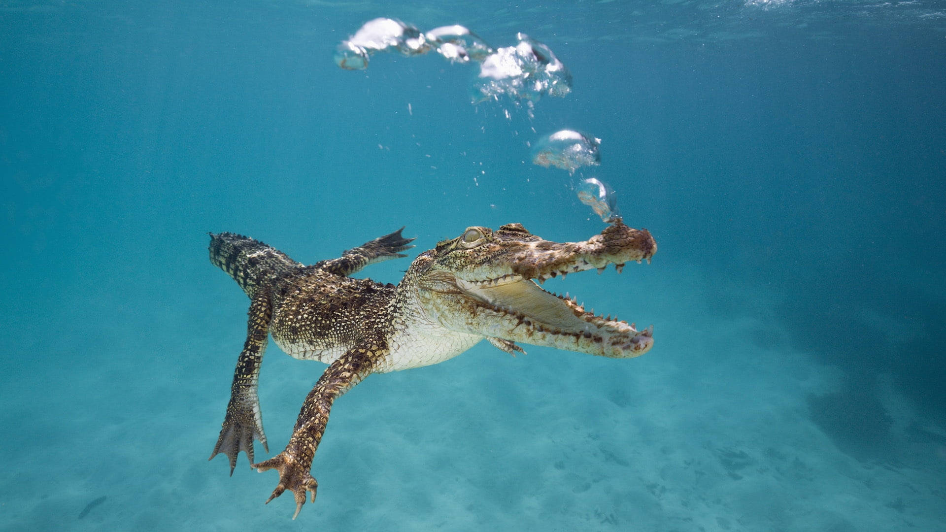 Underwater Alligator Background