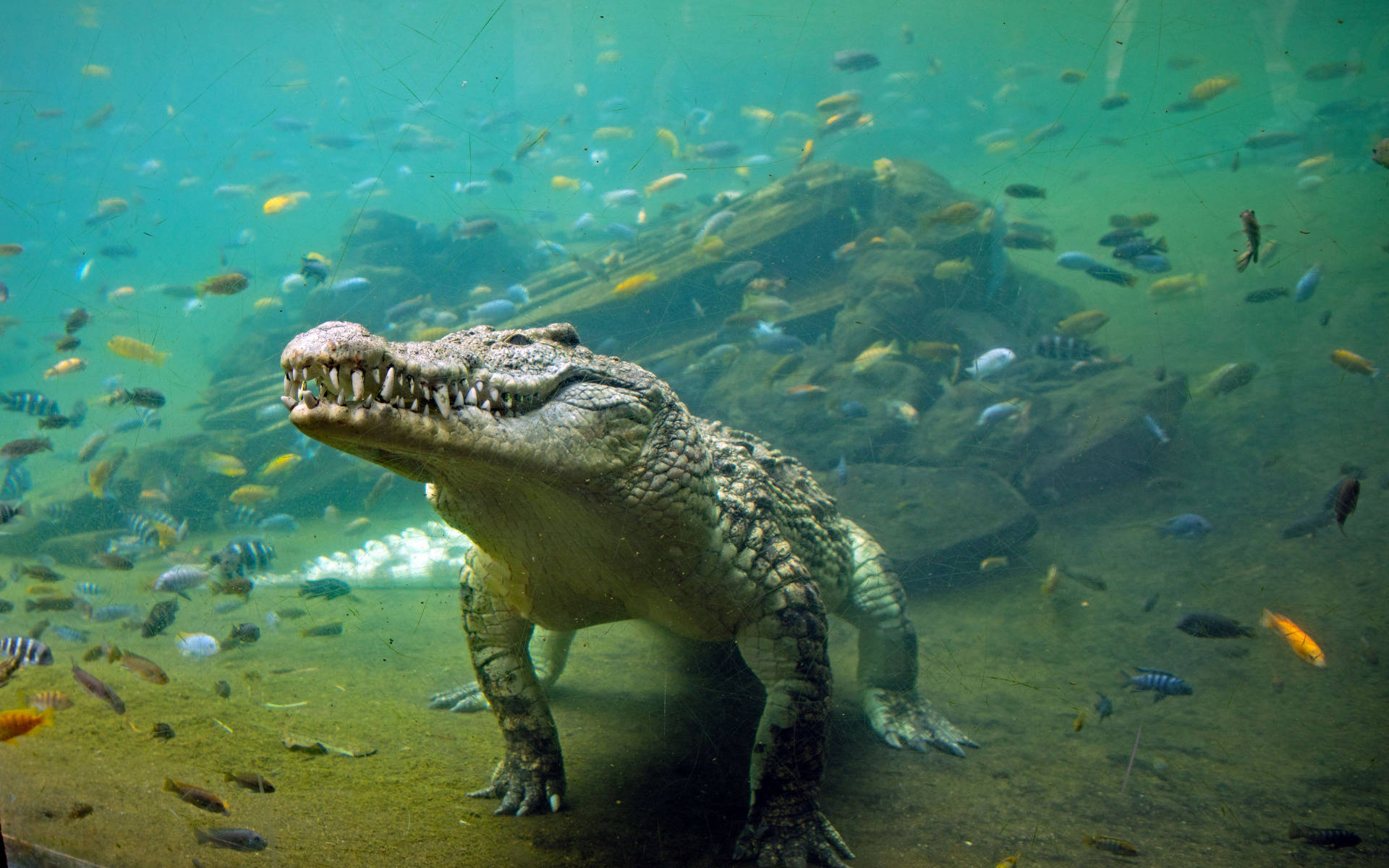Underwater Alligator With Fish Background