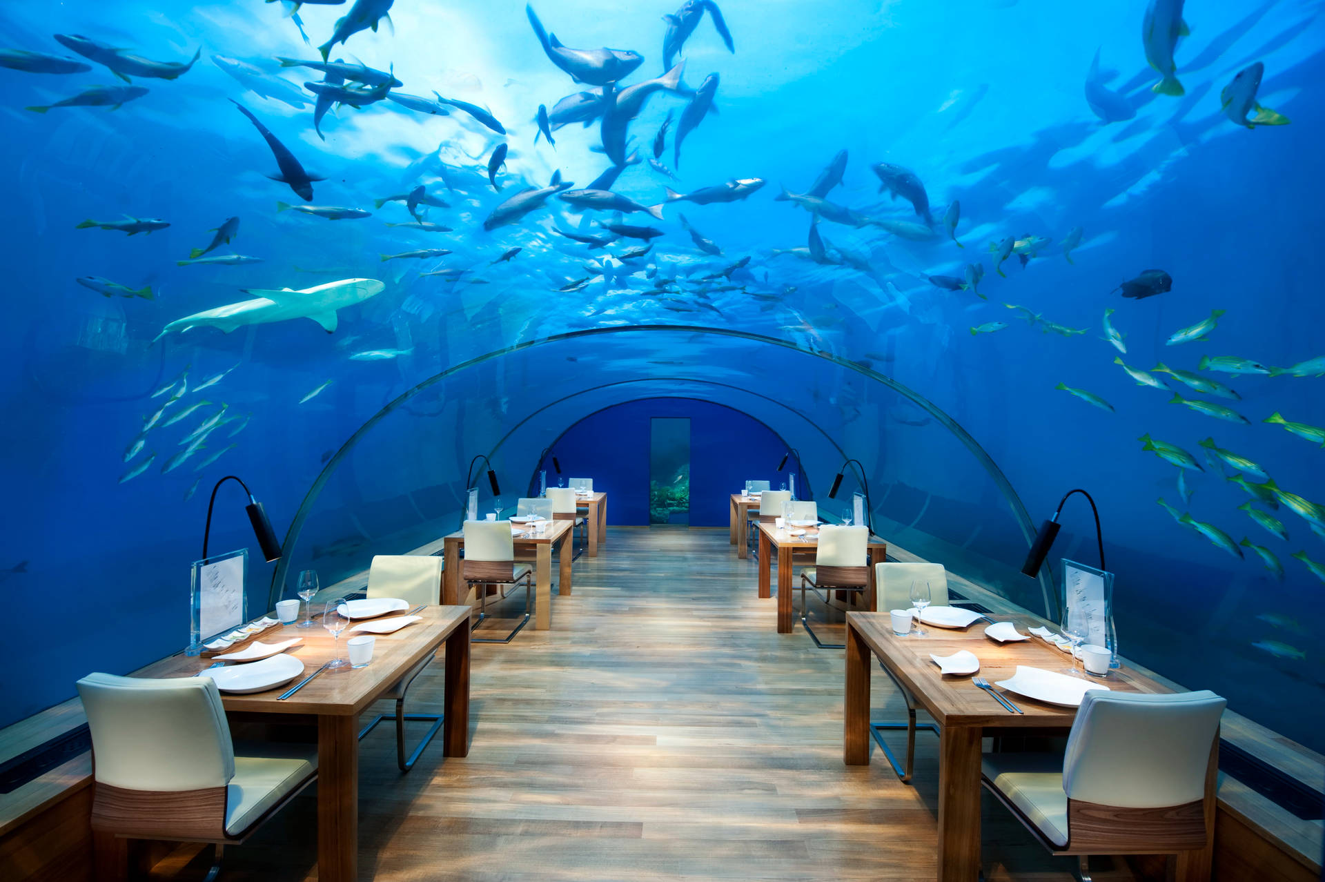 Underwater Aquarium Restaurant Background