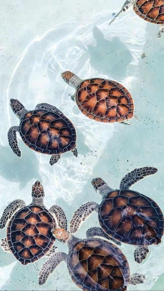 Underwater Beauty Of A Sea Turtle. Background