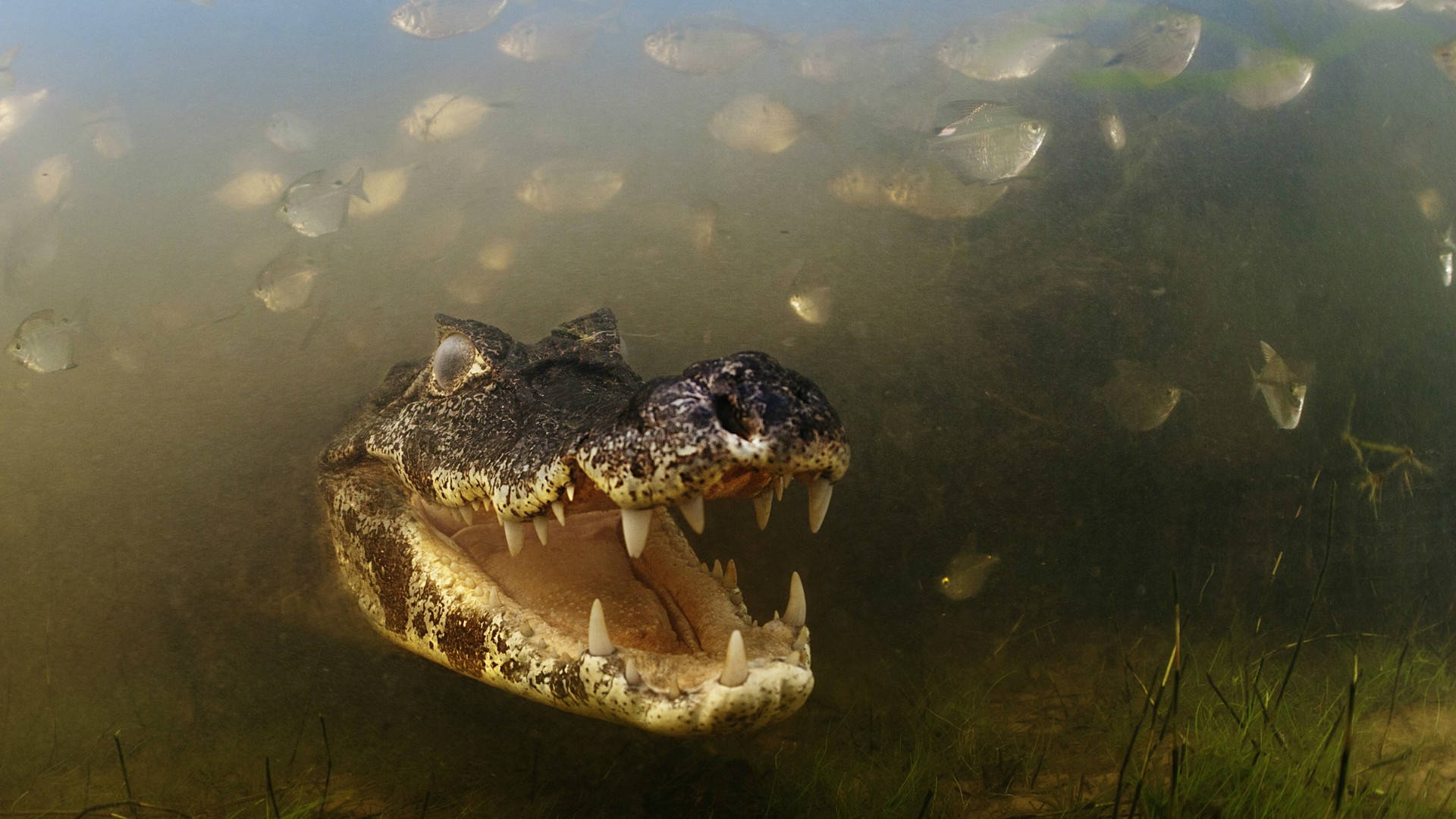 Underwater Black Swamp Alligator Background