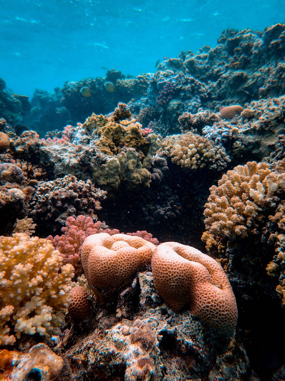 Underwater Coral Background