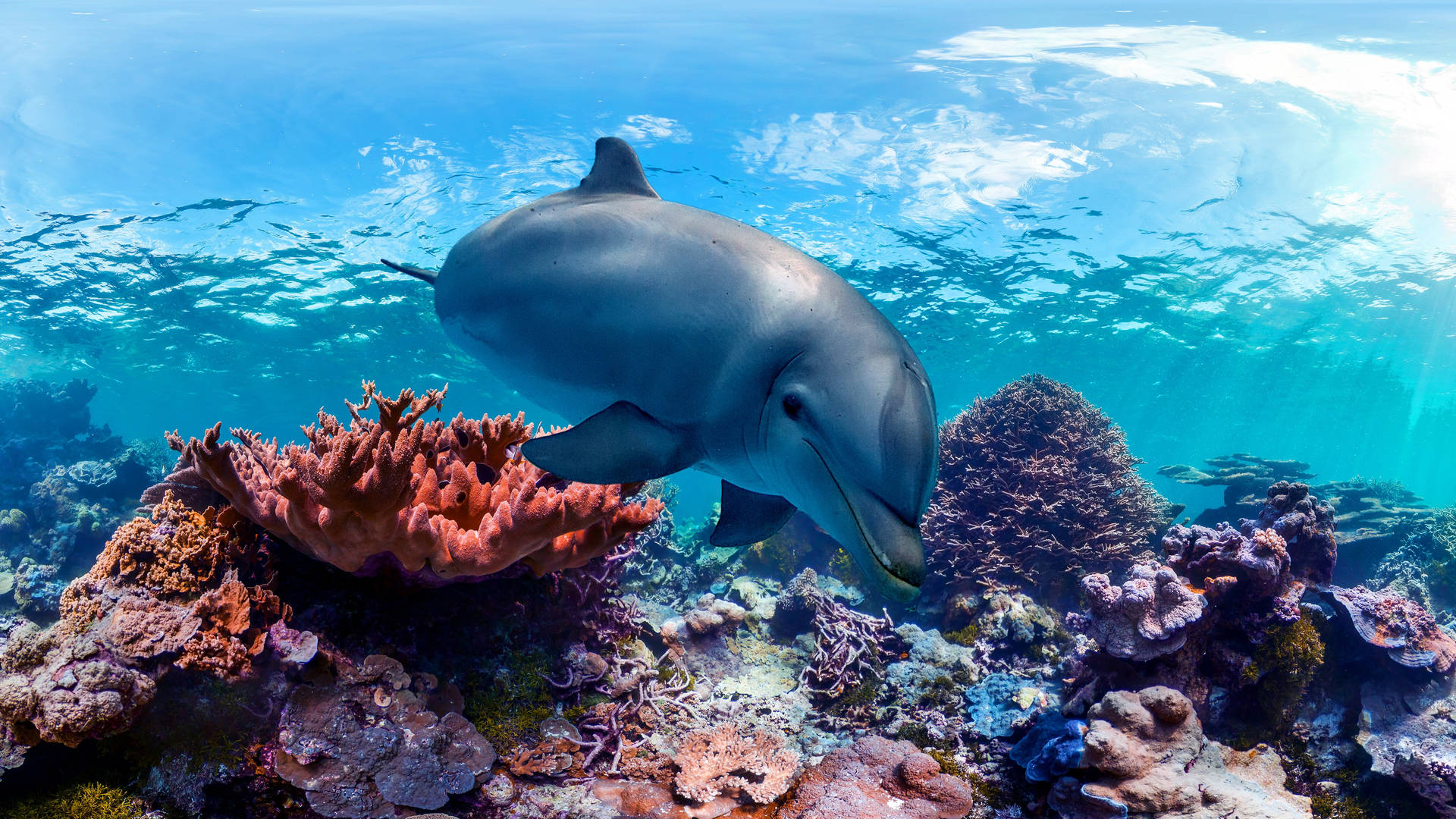 Underwater_ Dolphin_ Coral_ Reef_4 K_ U H D Background