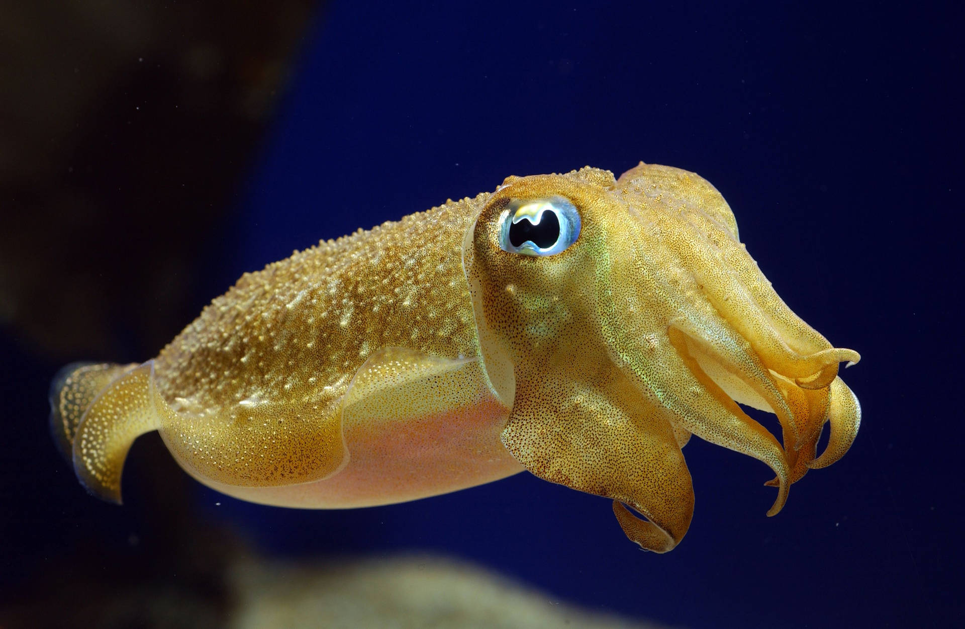 Underwater Elegance - Blue-eyed Spirulida Squid Background