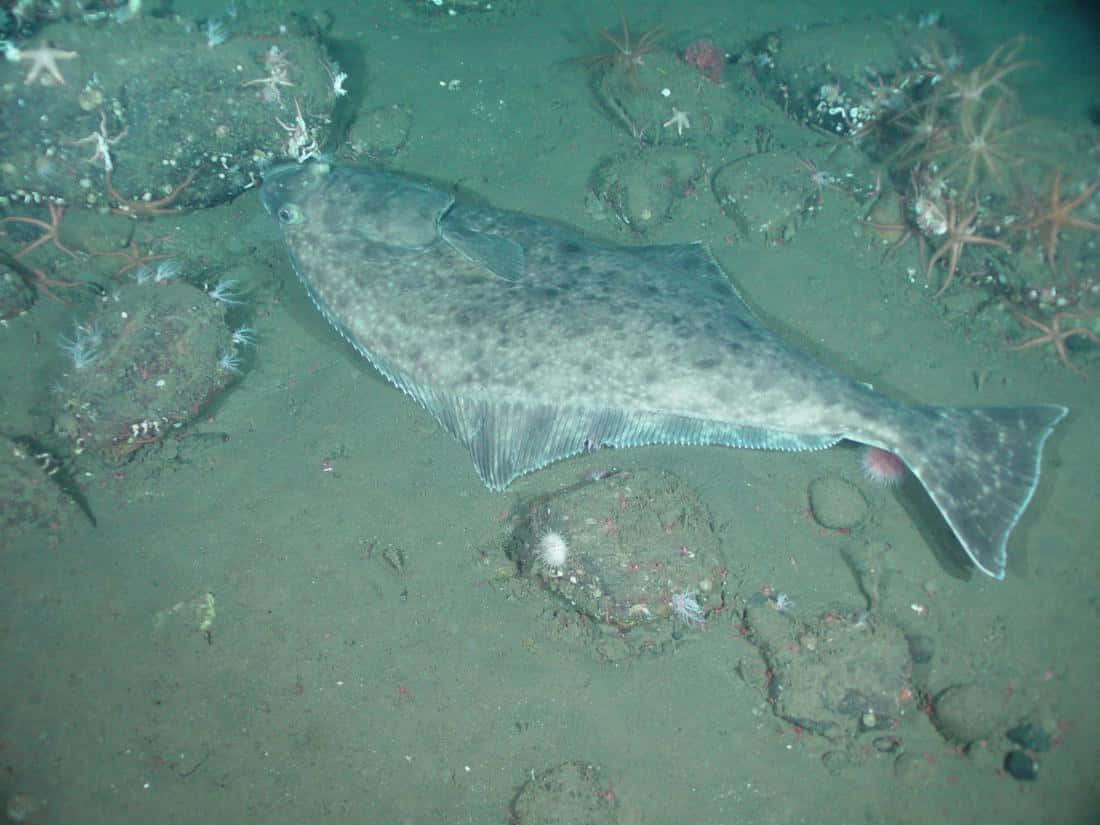 Underwater Halibuton Seabed.jpg