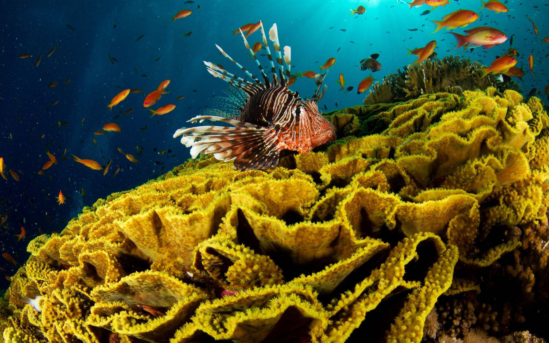 Underwater Lionfish On Yellow Reef Background