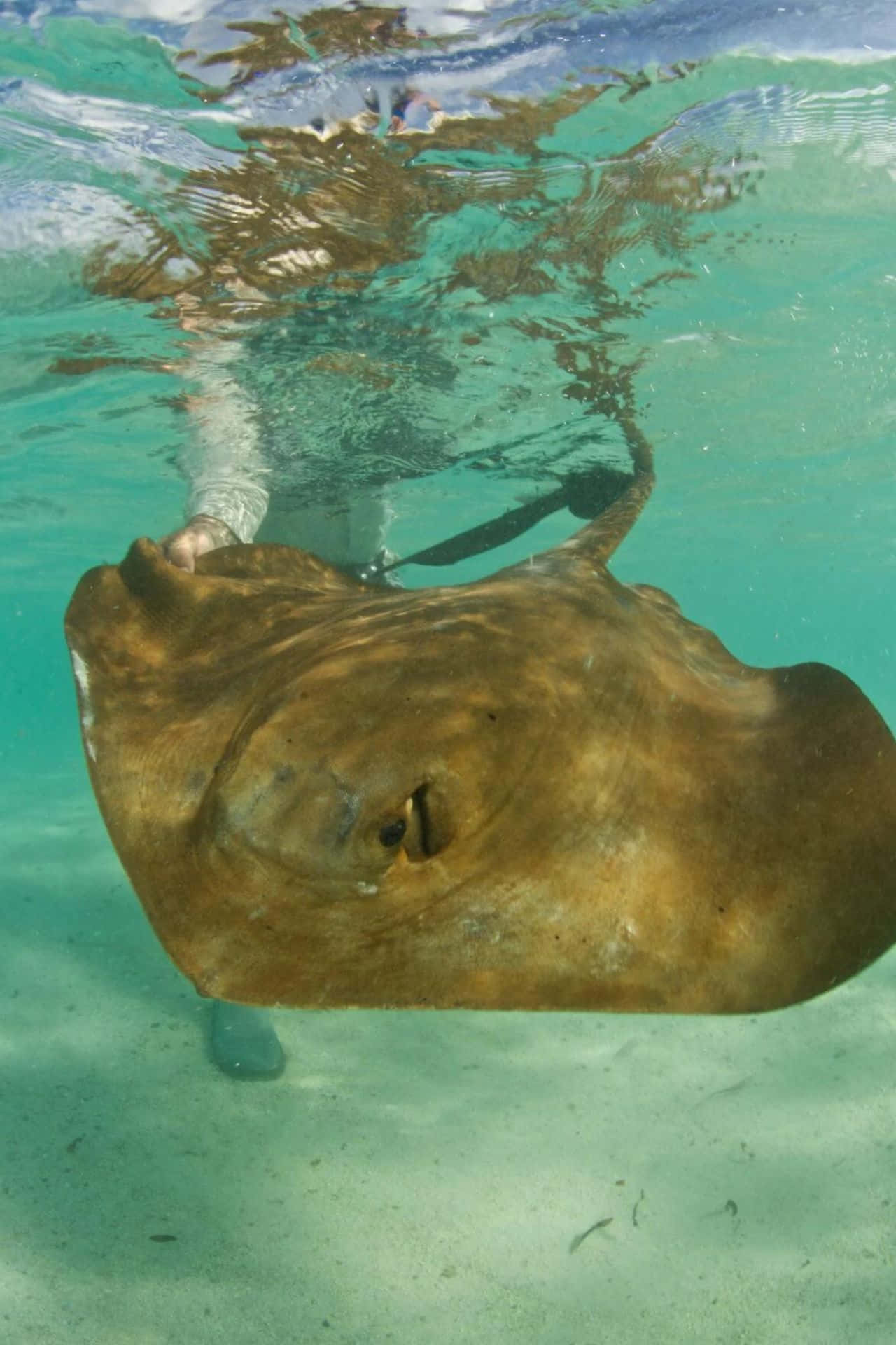 Underwater Marvel- A Pristine Stingray