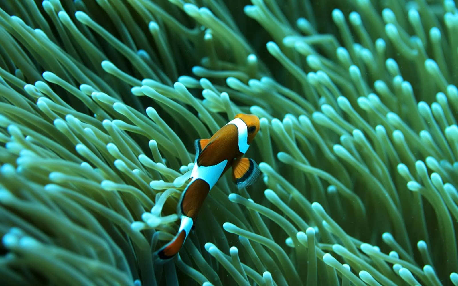 Underwater Paradise - A School Of Colorful Fish Swim Near A Serene Coral Reef Background