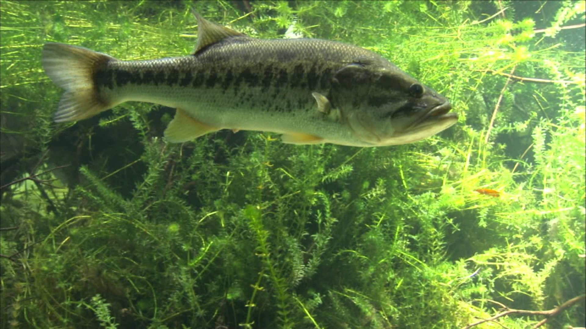 Underwater Photo Of A Largemouth Bass Background