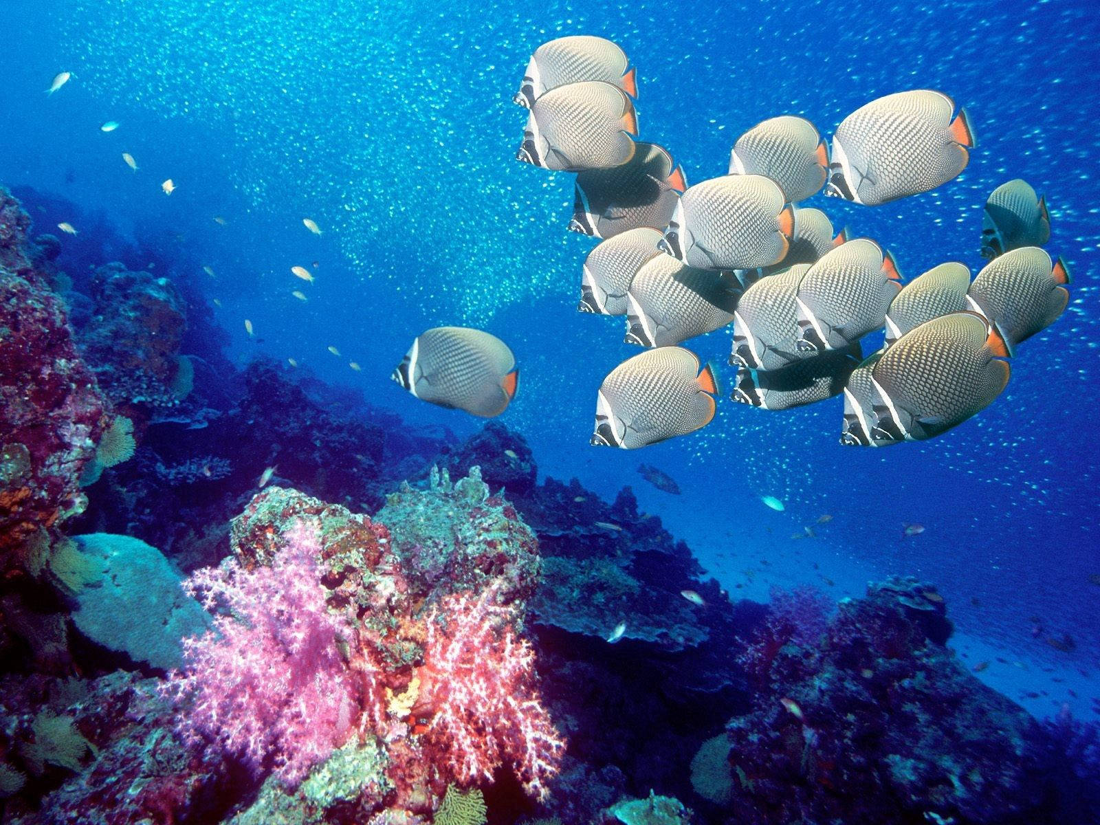 Underwater School Of Fish And Pink Corals Background